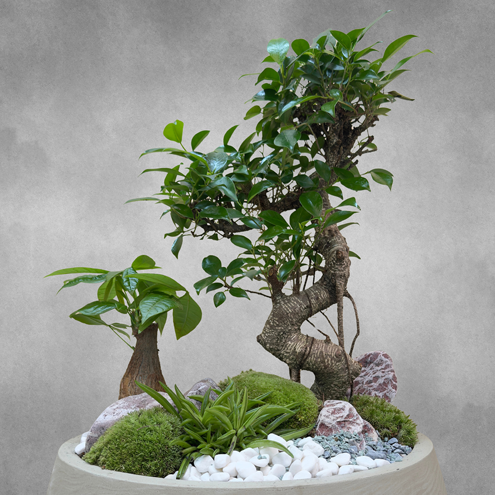 حديقة فيكوس ريتوسا 'التشكيلة الفخمة نباتات داخلية