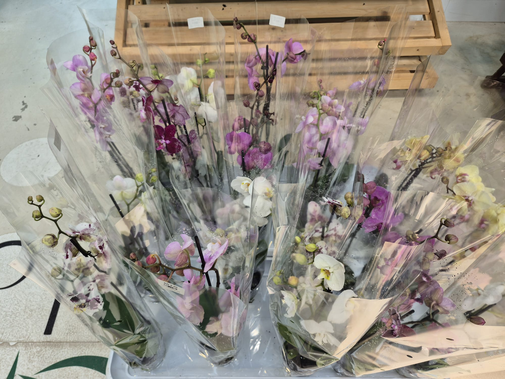 فالاينوبسيس 'نباتات داخلية النباتات المزهرة