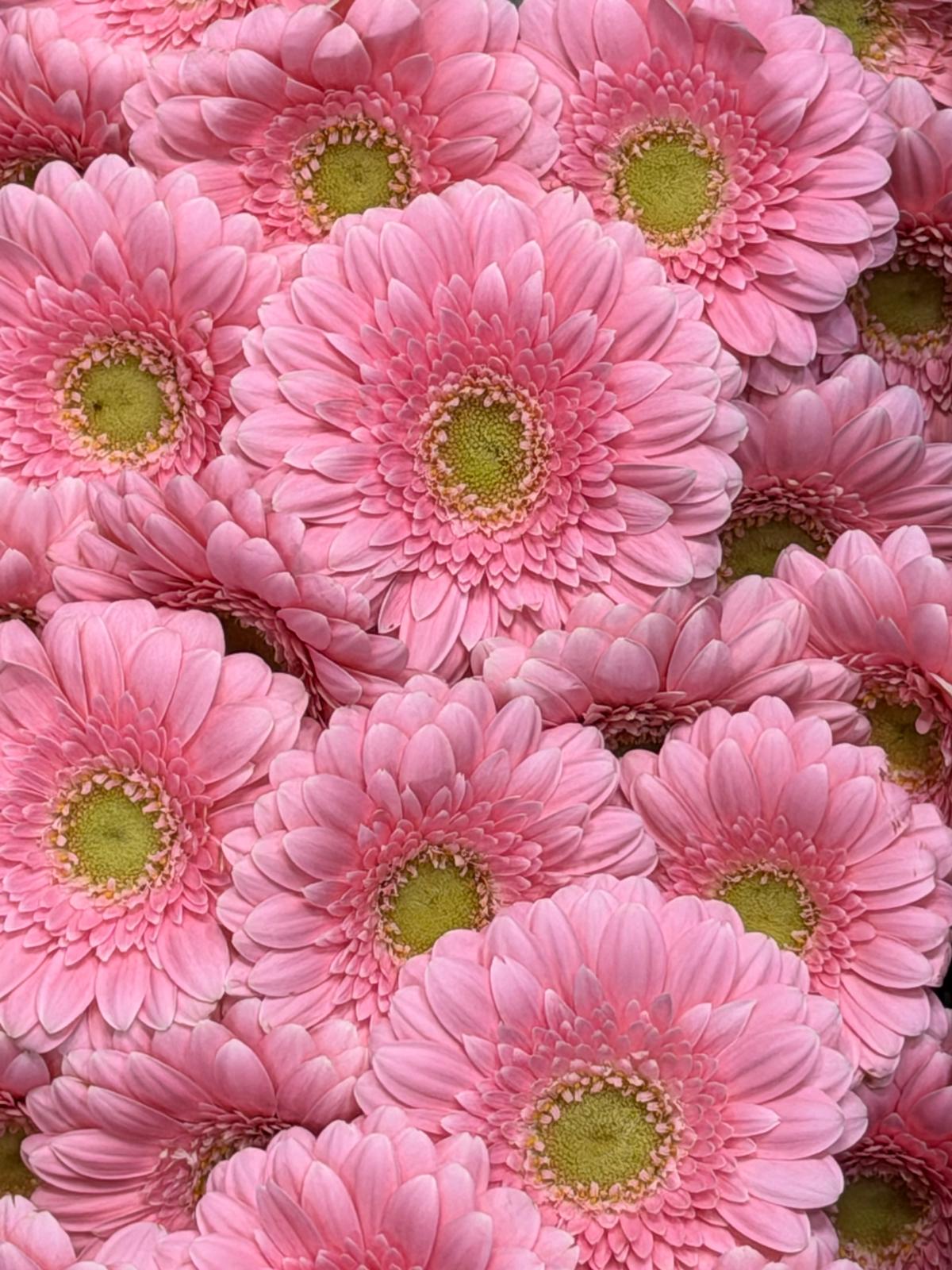 Mini Gerbera - Light Pink 'Wholesale Flowers Cut Flowers