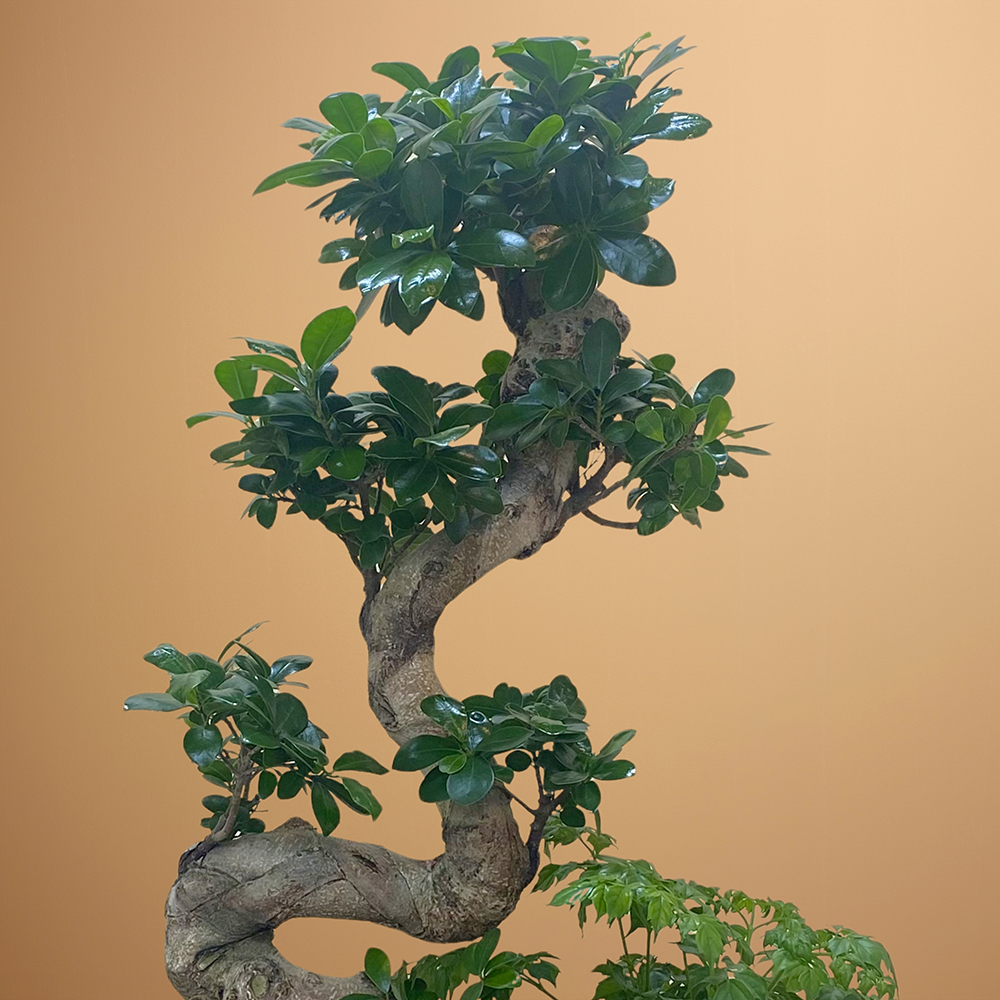 بونساي مذهل في وعاء 'التشكيلة الفخمة نباتات داخلية