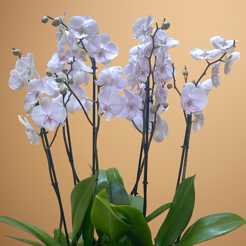 لايت بينك في وعاء 'التشكيلة الفخمة نباتات داخلية