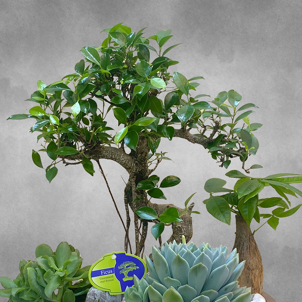 حديقة فيكس ريتوسا 01 'التشكيلة الفخمة نباتات داخلية