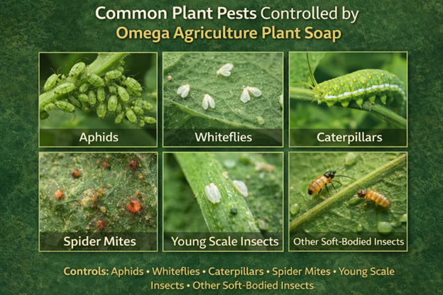 Omega Agriculture Plant Soap - Natural Insecticide For Plants  'Soil Fertilizer Pesticide Pest Control