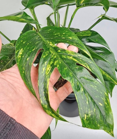 Epipremnum Pinn. Cintho  Goldfinger 'Premium Collection Indoor Plants