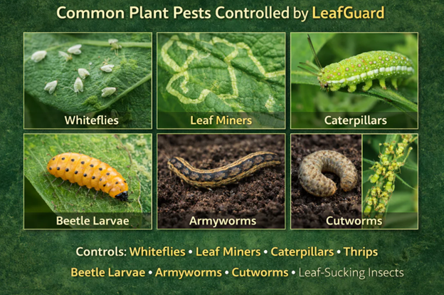 Plant Leaf Guard - Systemic Insecticide For Indoor & Outdoor Plants - 80g 'Soil Fertilizer Pesticide Pest Control