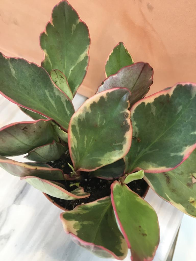 بيبوميا  'نباتات داخلية أشجار