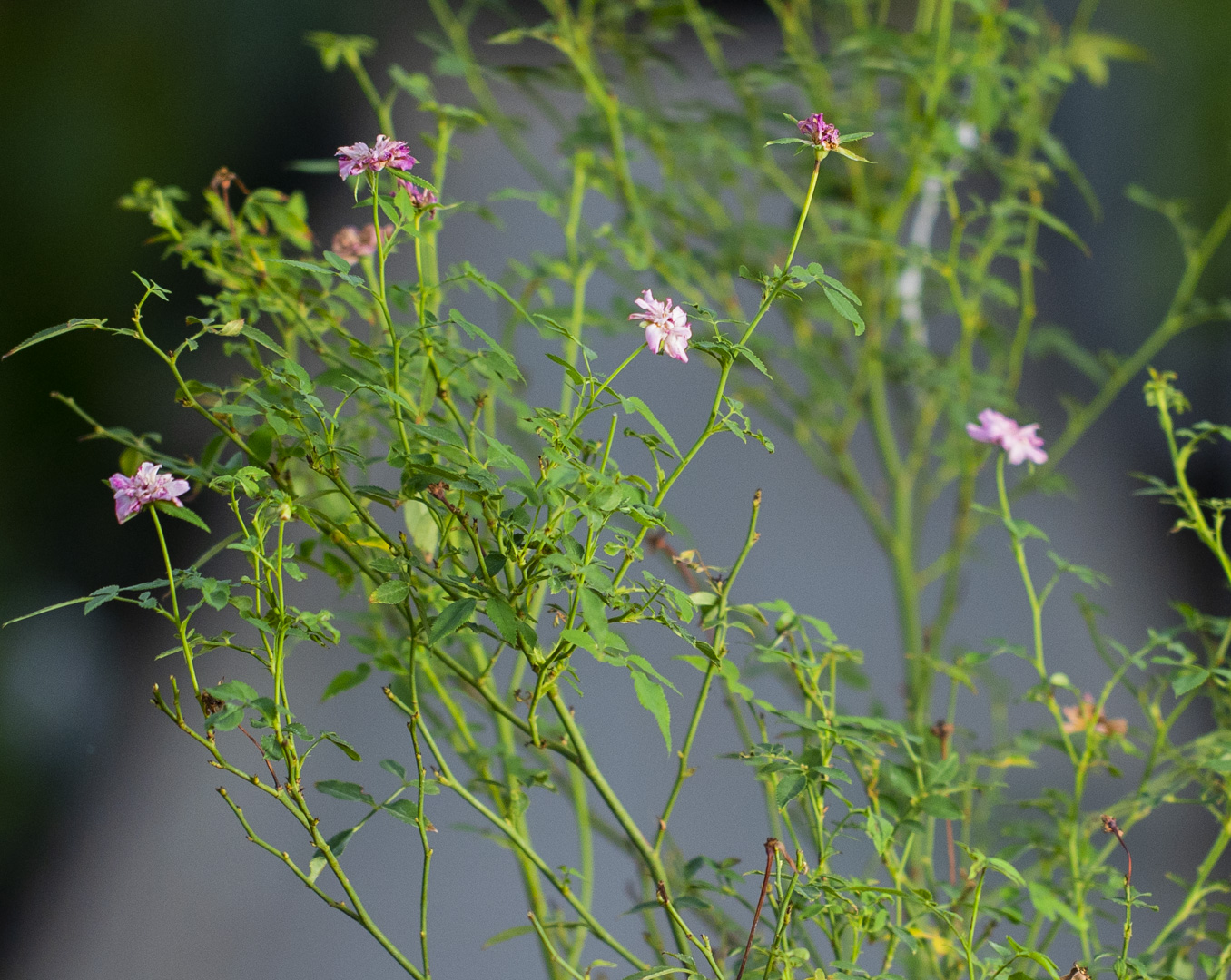 Mashatel Kuwait Plant a Life