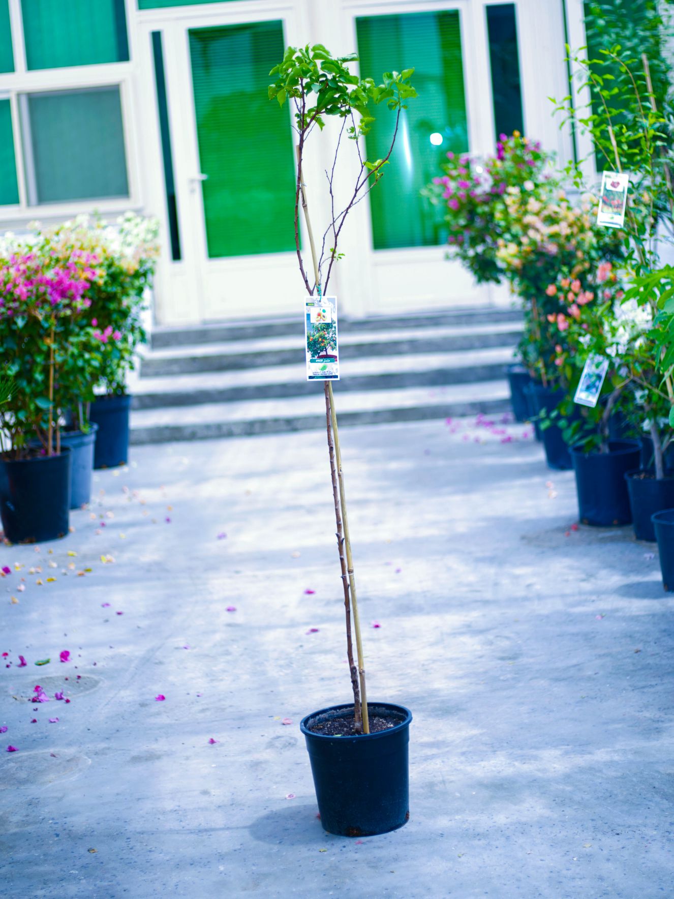 Mashatel Kuwait Plant a Life