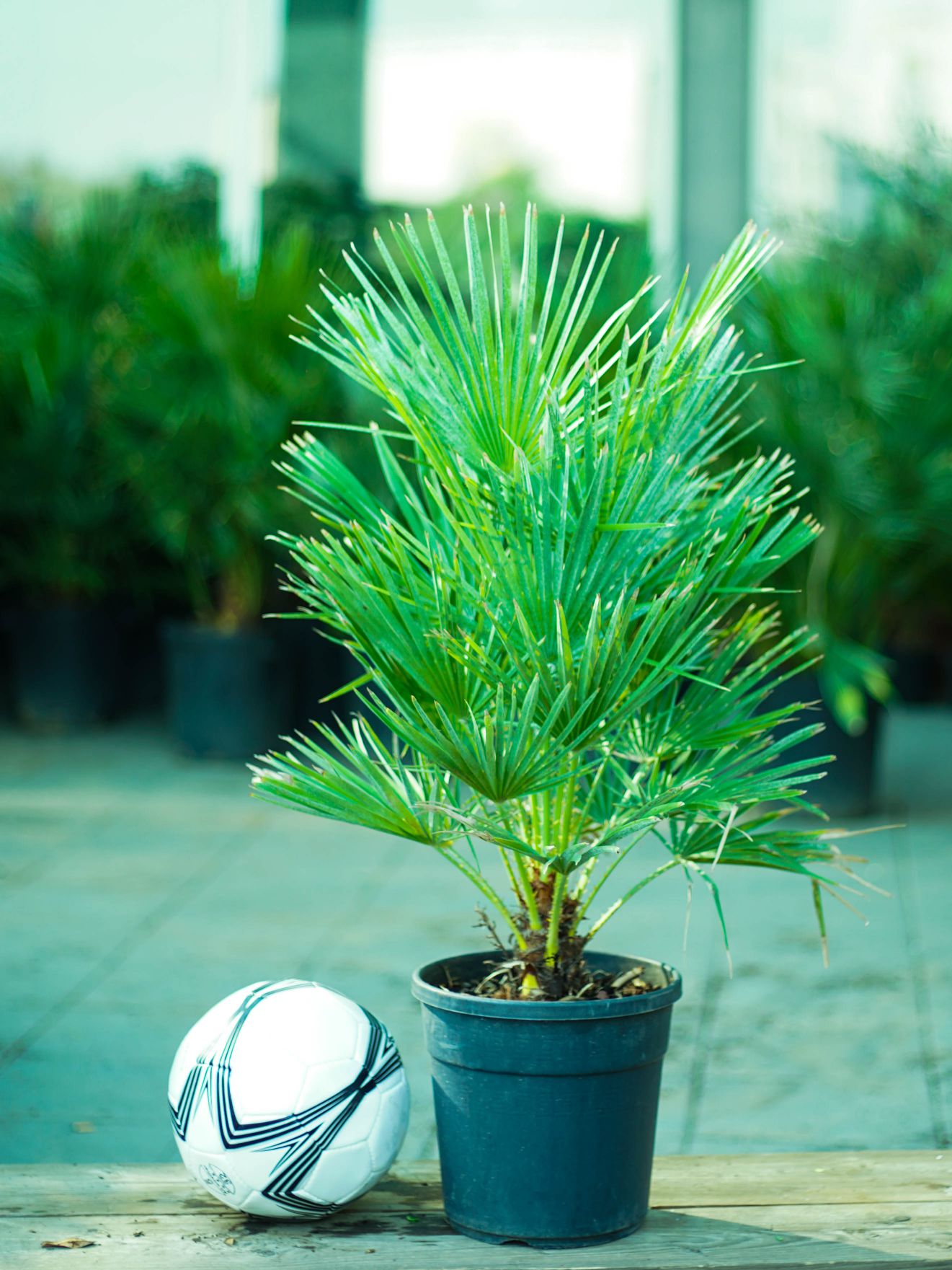 Mashatel Kuwait Plant a Life