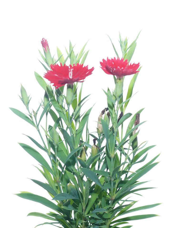 Dianthus 10Pc 'Outdoor Plants Flowering Plants