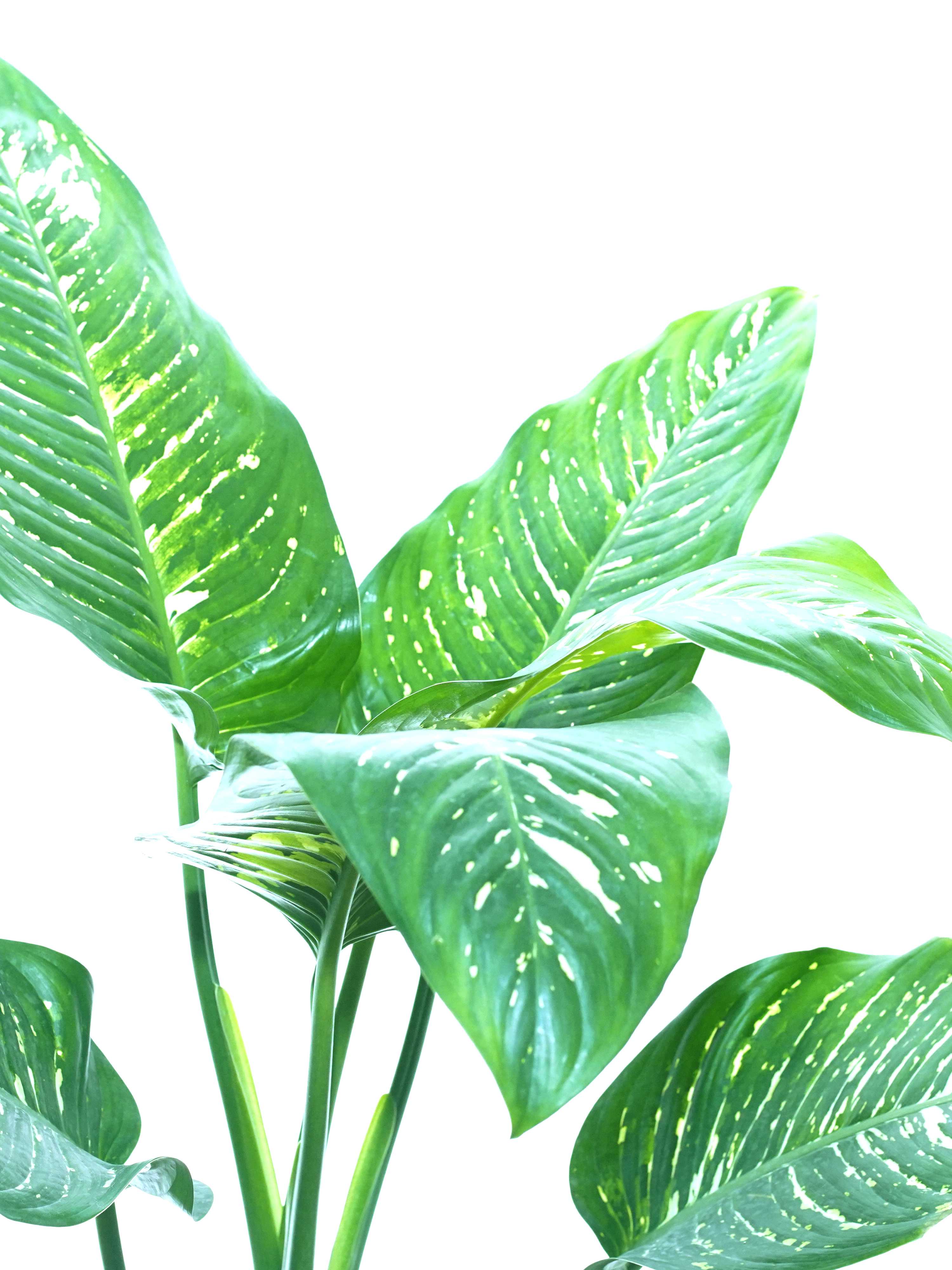 Dieffenbachia Camilla Online