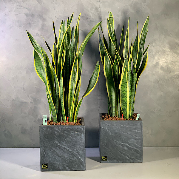 Mashatel Kuwait Plant a Life