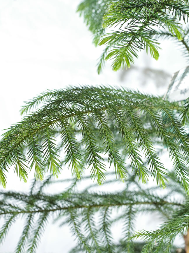 أروكاريا Online