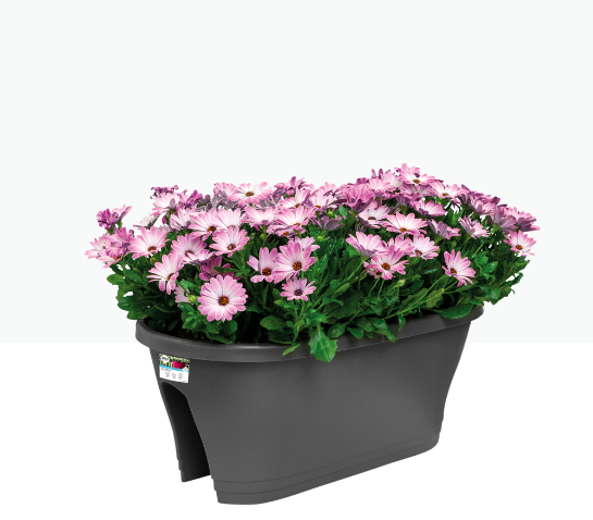 Carsica Flower Bridge 60cm Anthracite Online