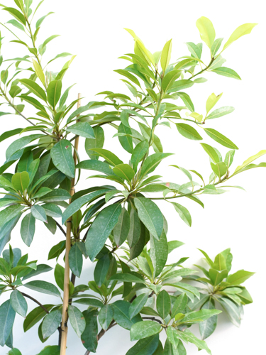 Sapota Chicks Online