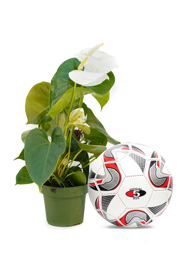 Anthurium A.Montana White Online