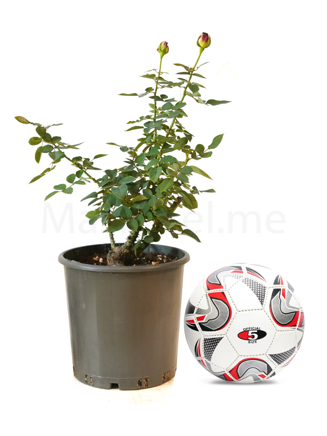 Red Rose Medium Online