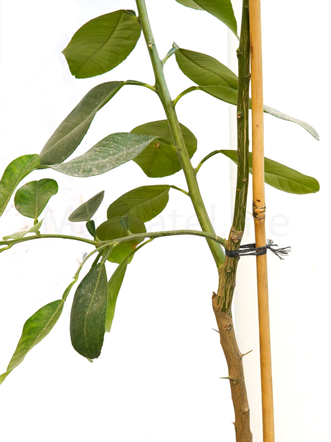  جريب فروت Online