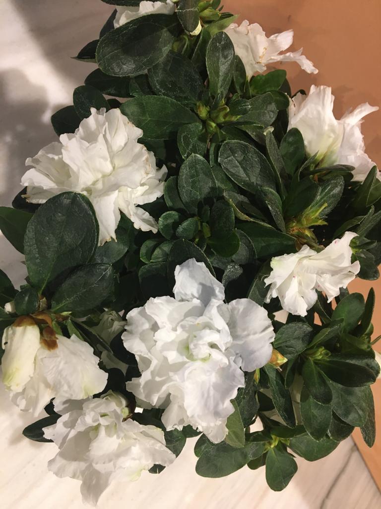 أزهار الرودودندرون Online