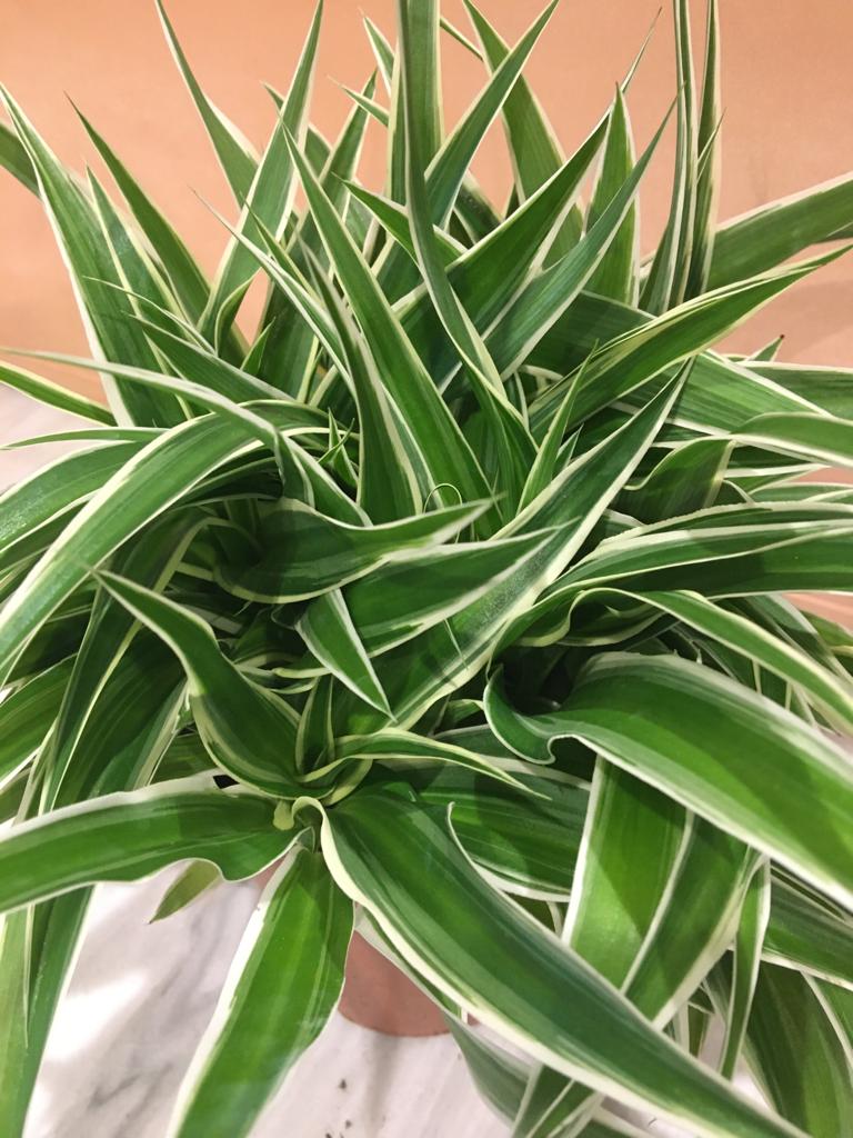 Set Di 3 Piante Chlorophytum (Giglio Verde) In Vaso 9cm – Altezza 15cm, Piante D'appartamento Facili Da Curare