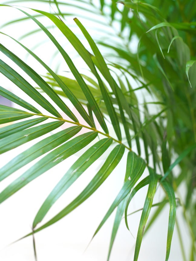 Areca With Plastic Pot - Biege Online