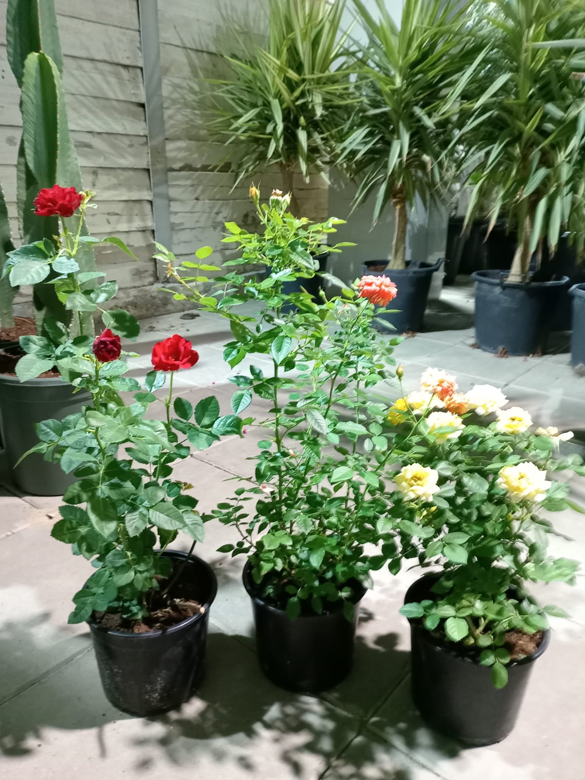 جوري منوع Online