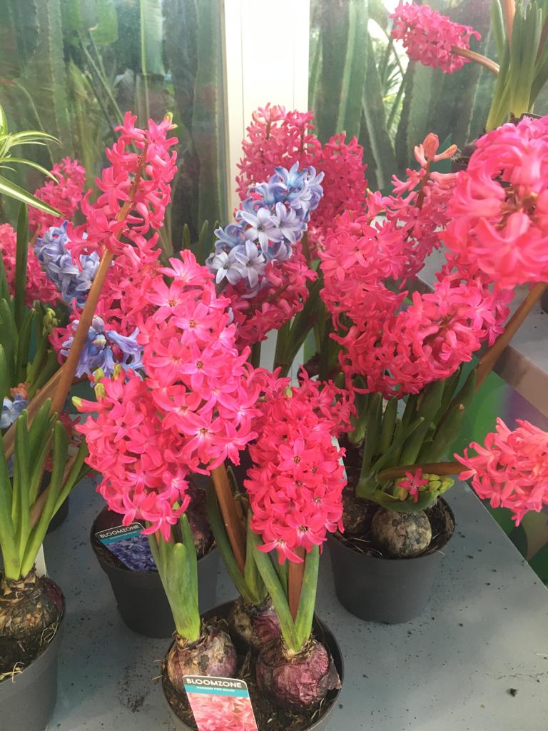 HYACINTH Online