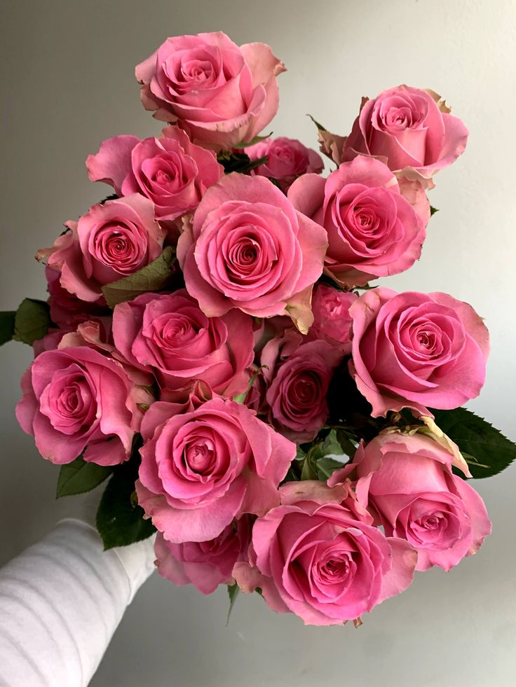 Roses Shimmer Pink 'Wholesale Flowers Cut Flowers