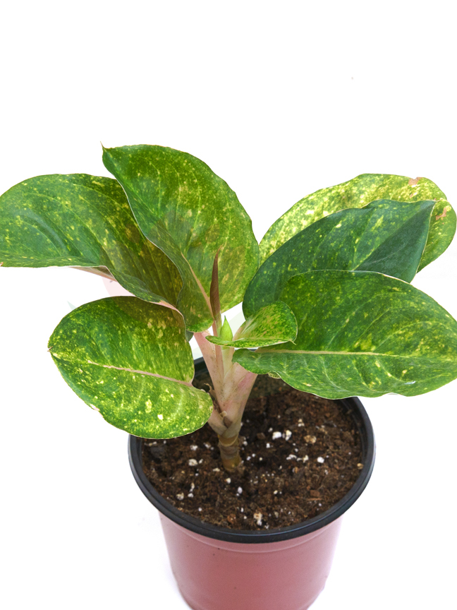 Aglonema Green Online