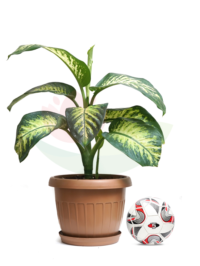 Dieffenbachia With Plastic Biege Pot Online