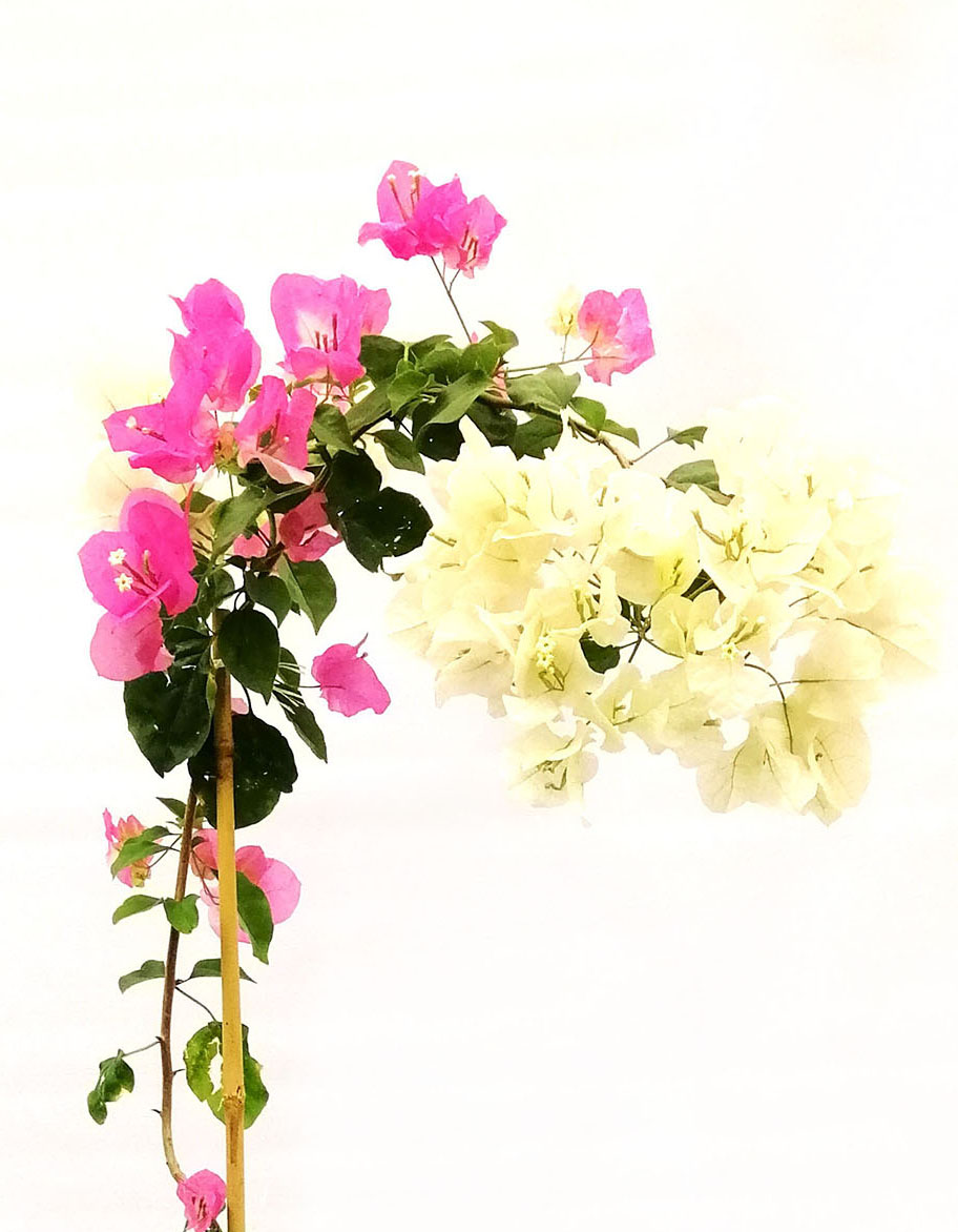 Bougainvillea Climber Mix Color Online