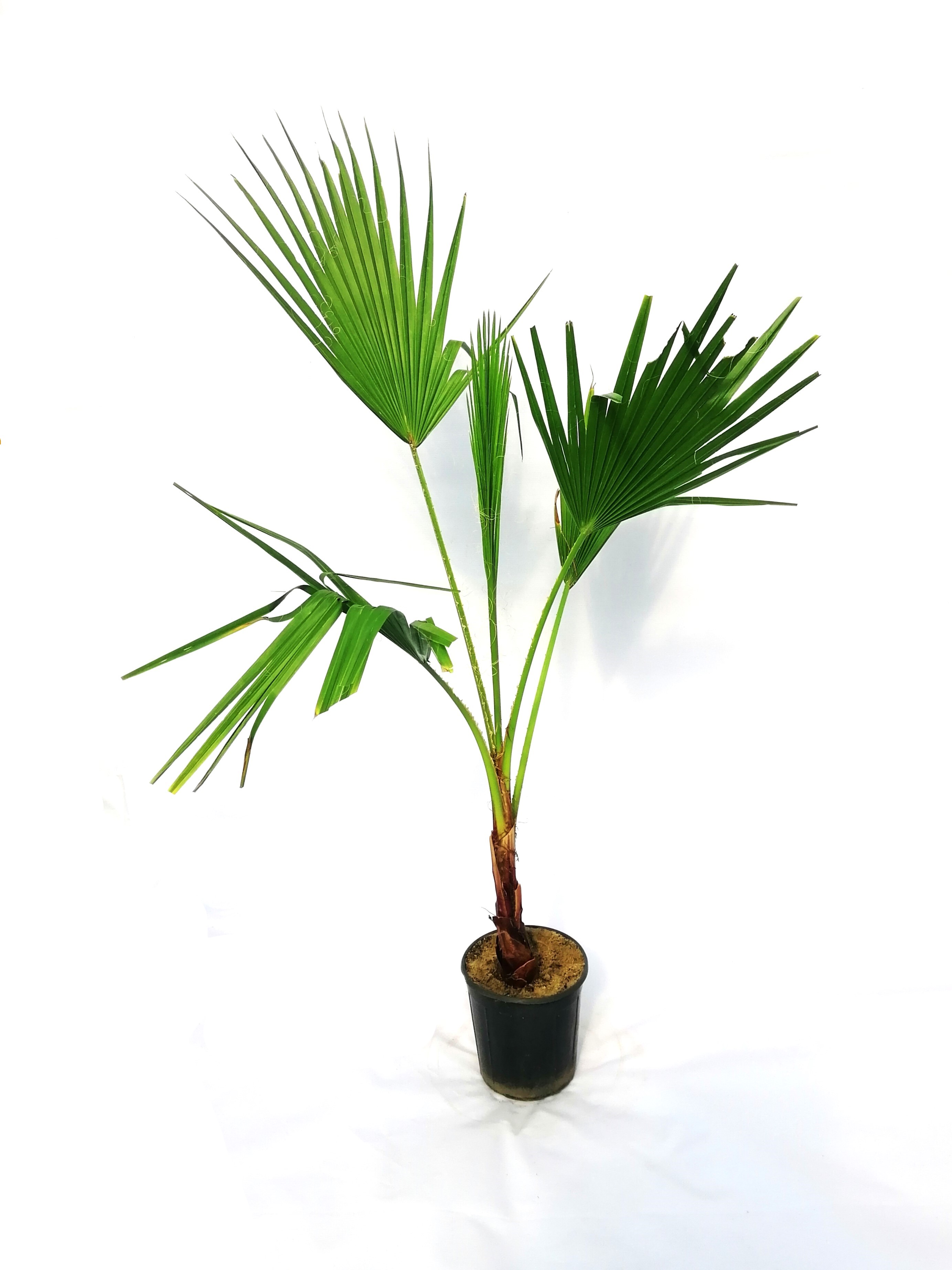Washingtonia Online