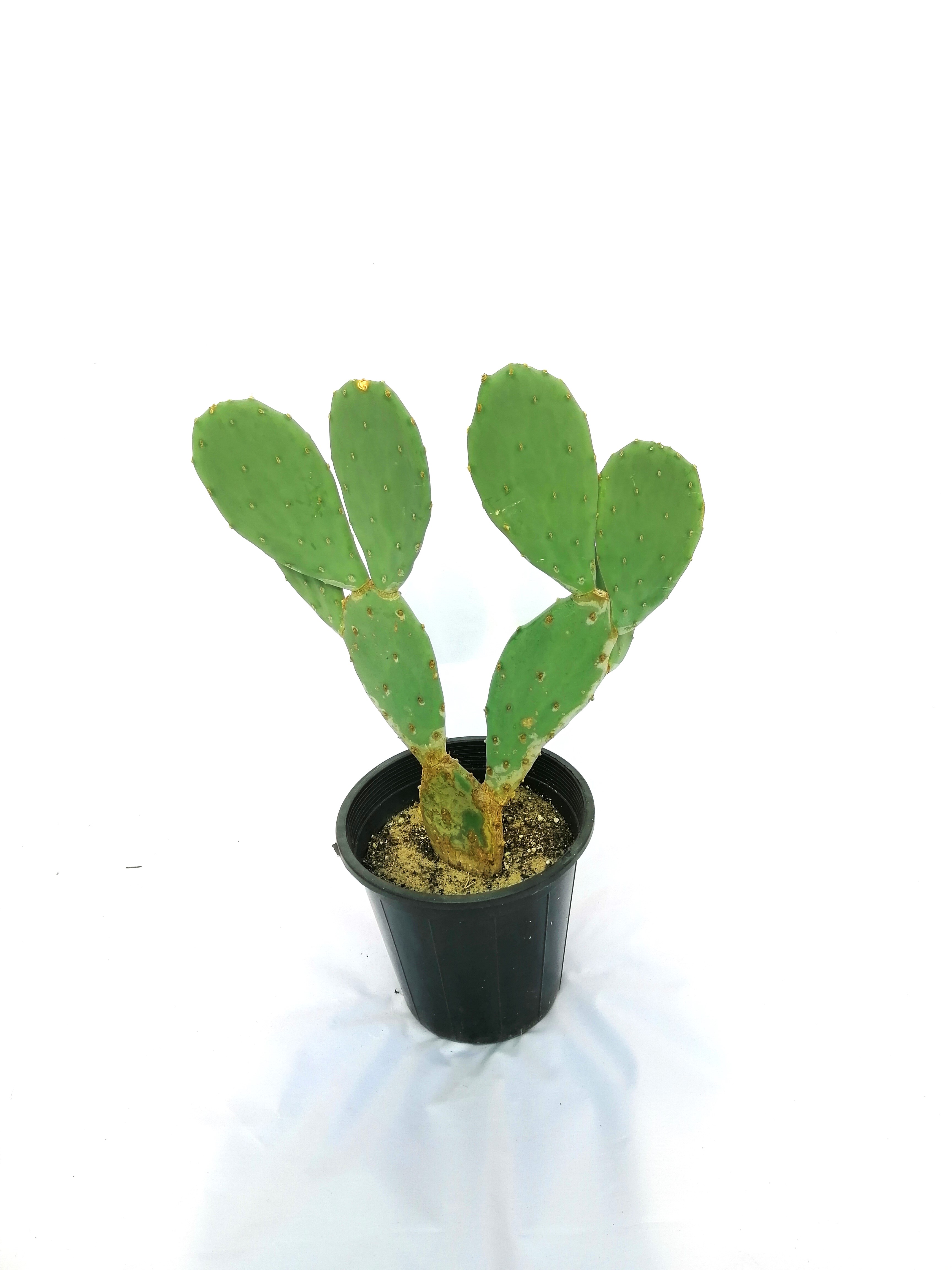 Opuntia Ficus-indica Online