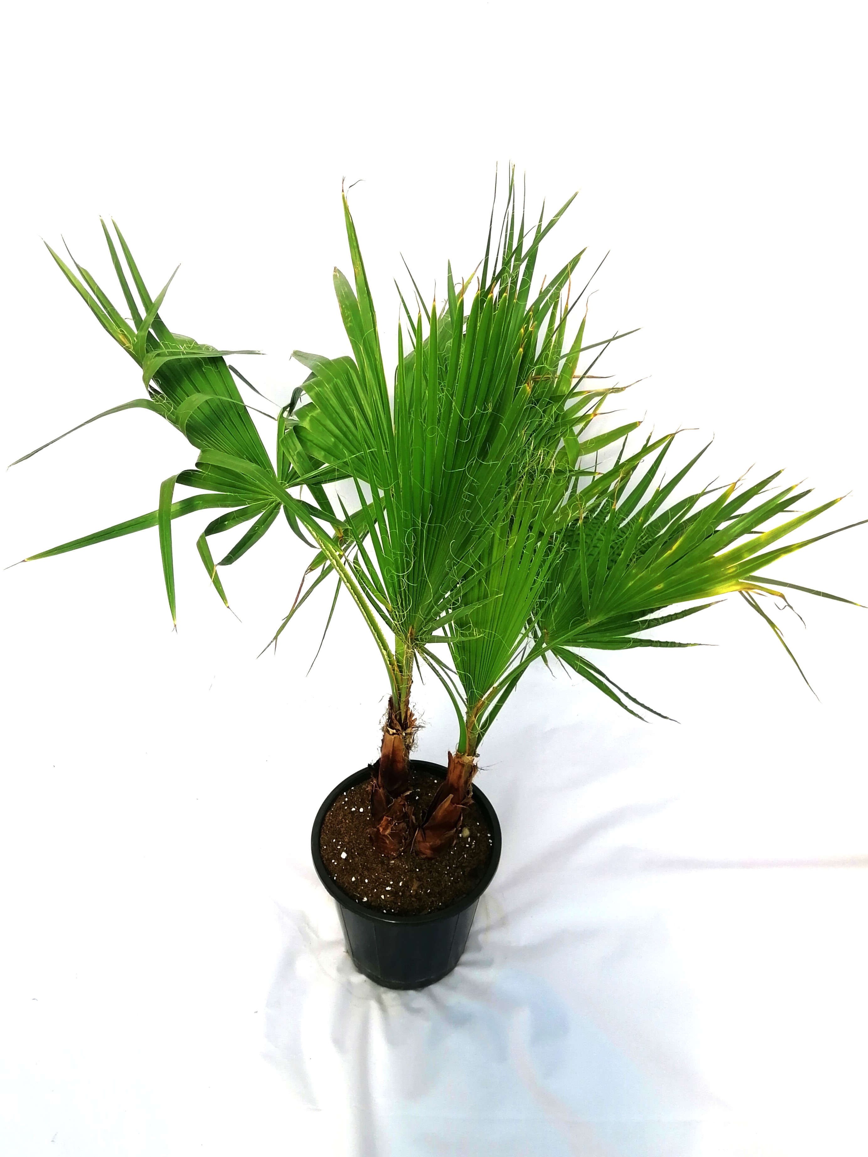 واشنطوانيا Online