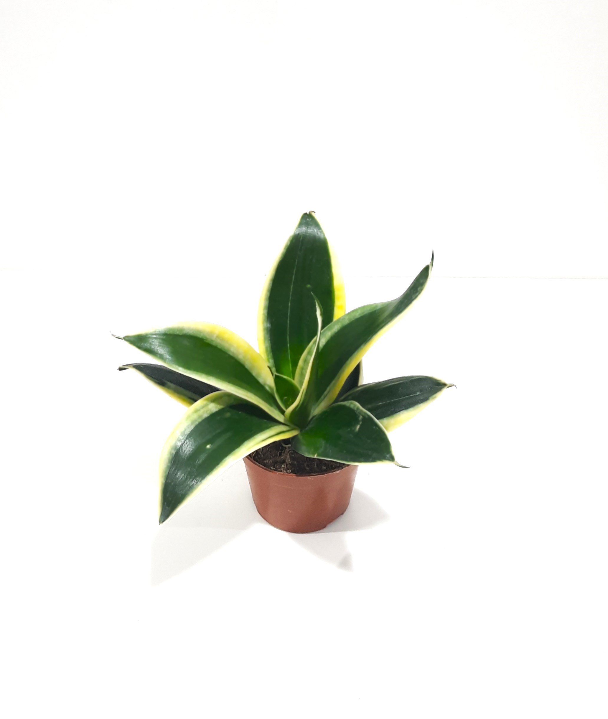 Sansevieria Marginata Online