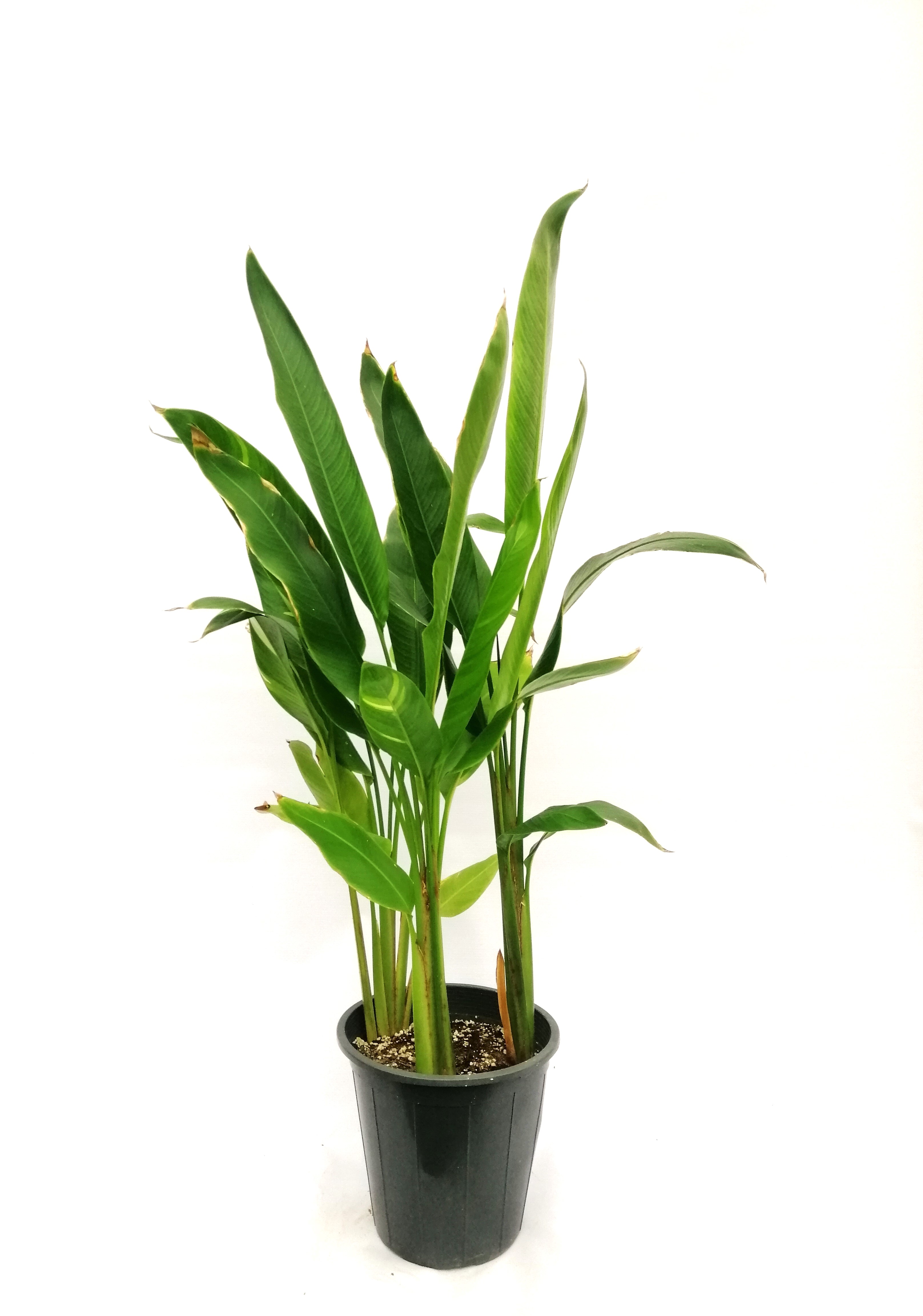 Strelitzia Nicolai Royal Online