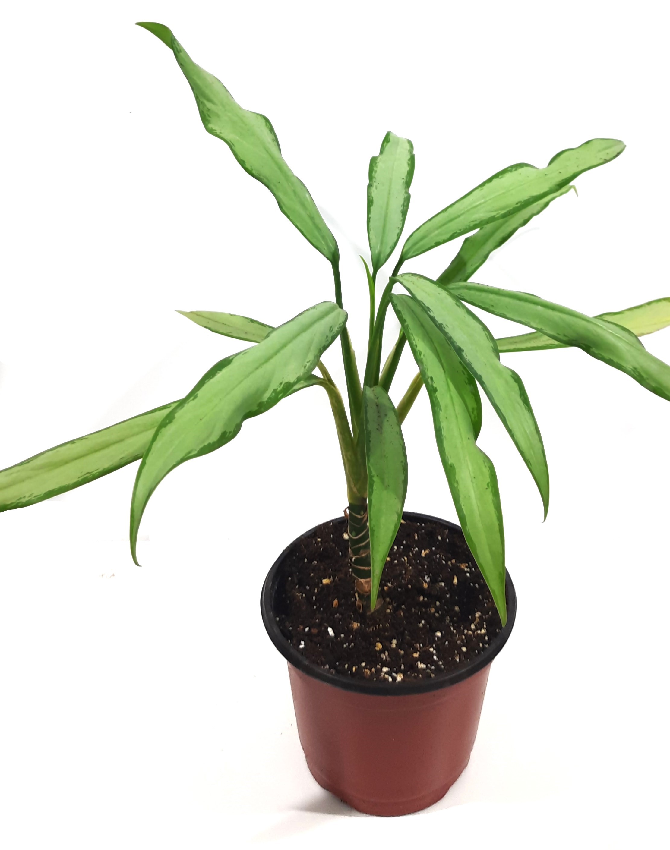 Aglonema Long Leaves Online