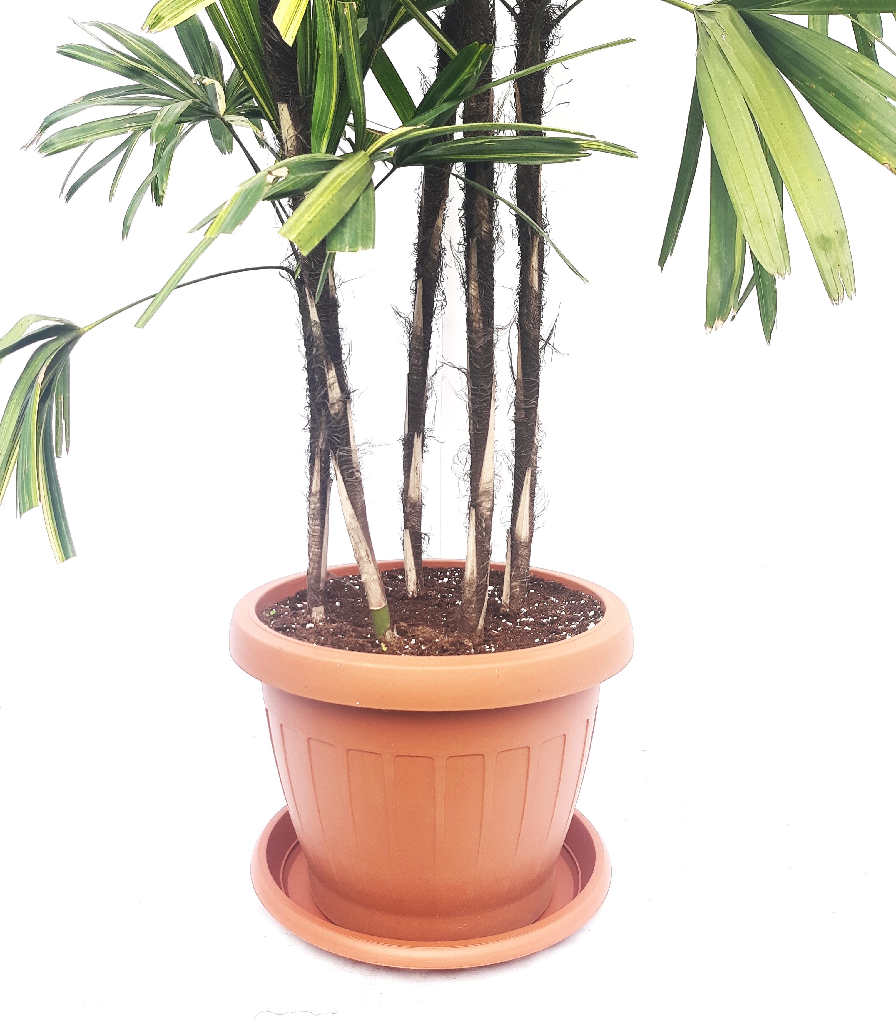 Rhapis Excelsa With Red Pot Online