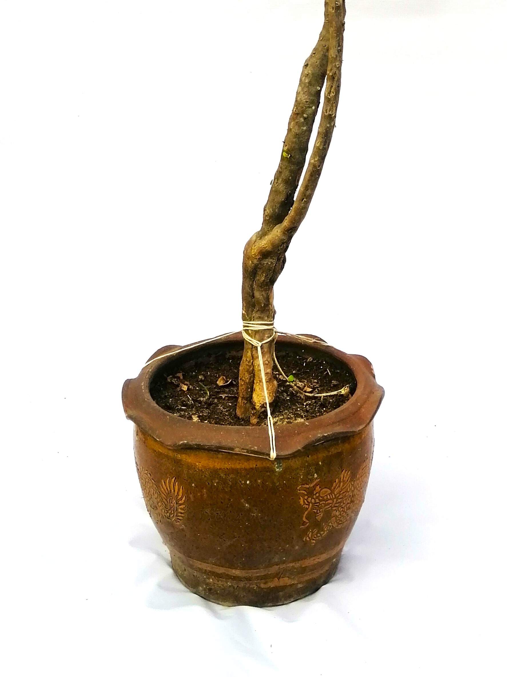 Bougainvillea Round Dome With Cemnt Pot Online