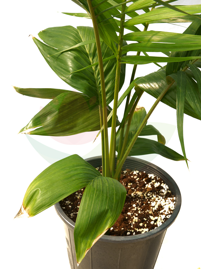 Kentia Double 25cm Online