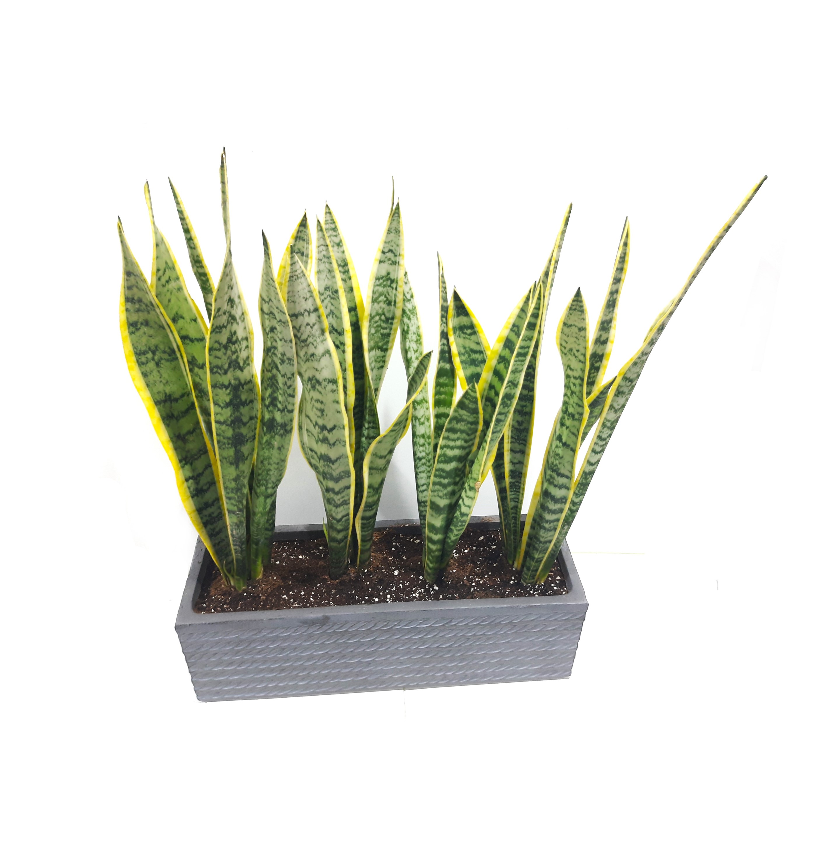 Sansevieria 3Pcs With Ceramic Pot Online