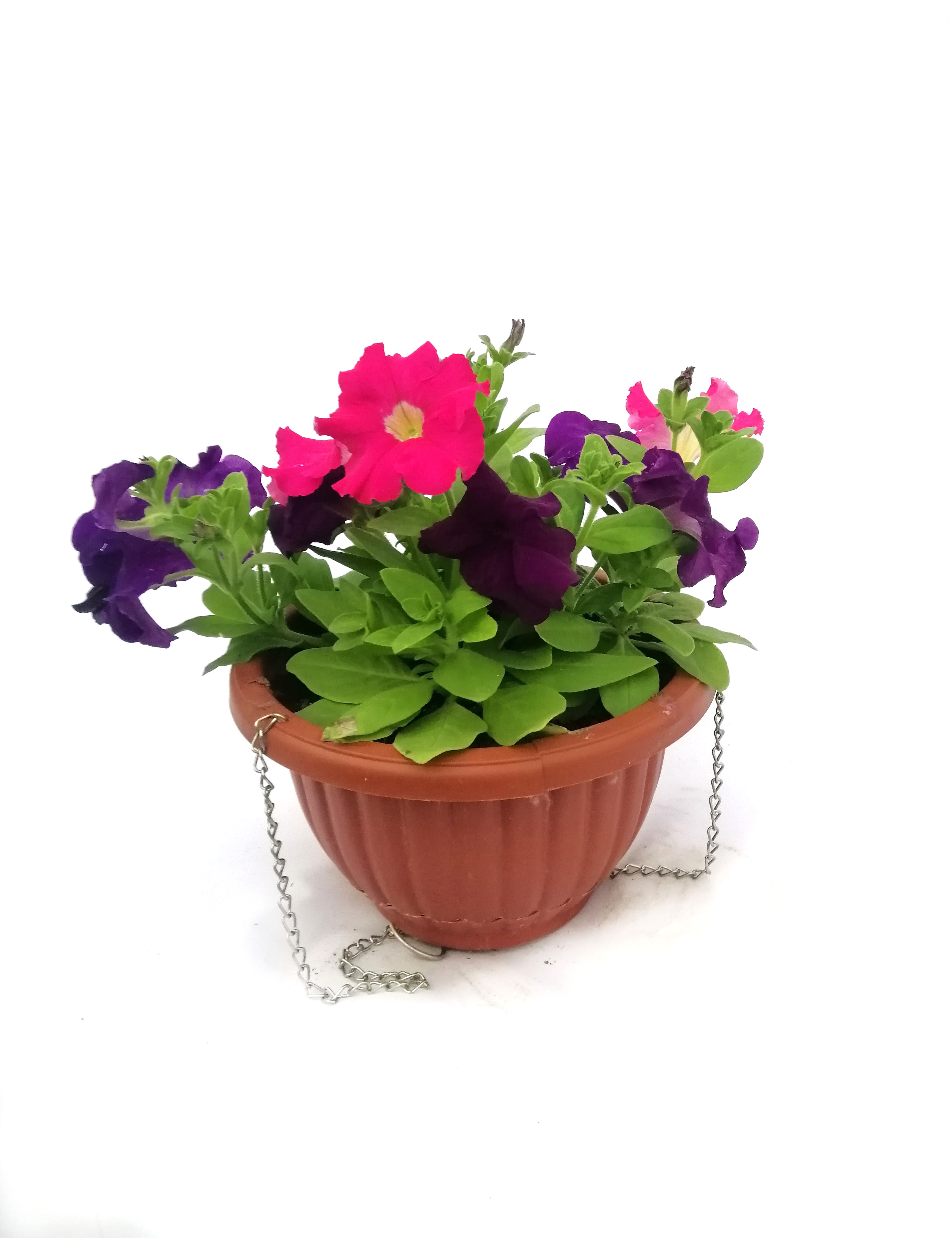 PETUNIA PURPLE AND ROSE WITH POT Online