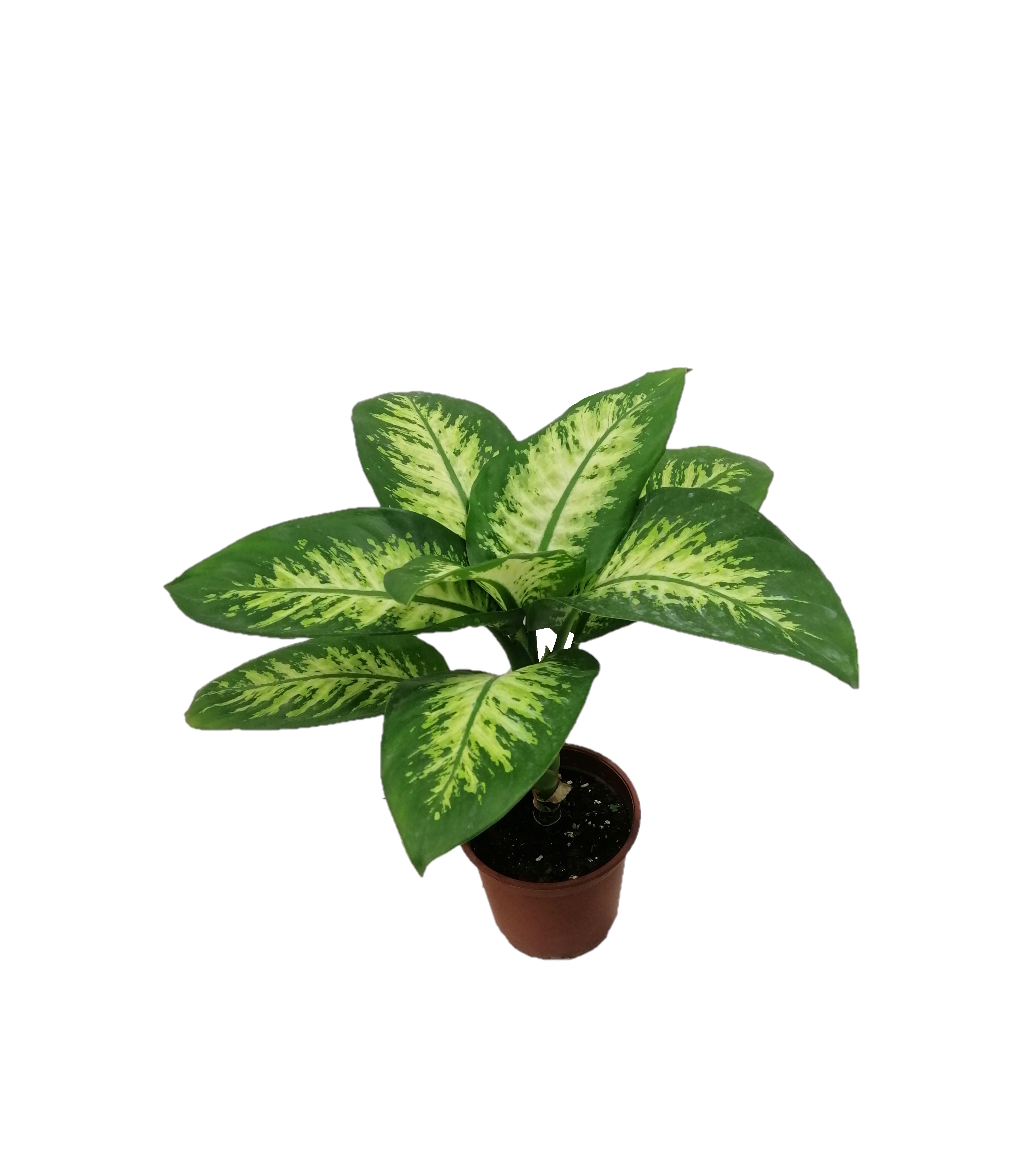 Dieffenbachia Online