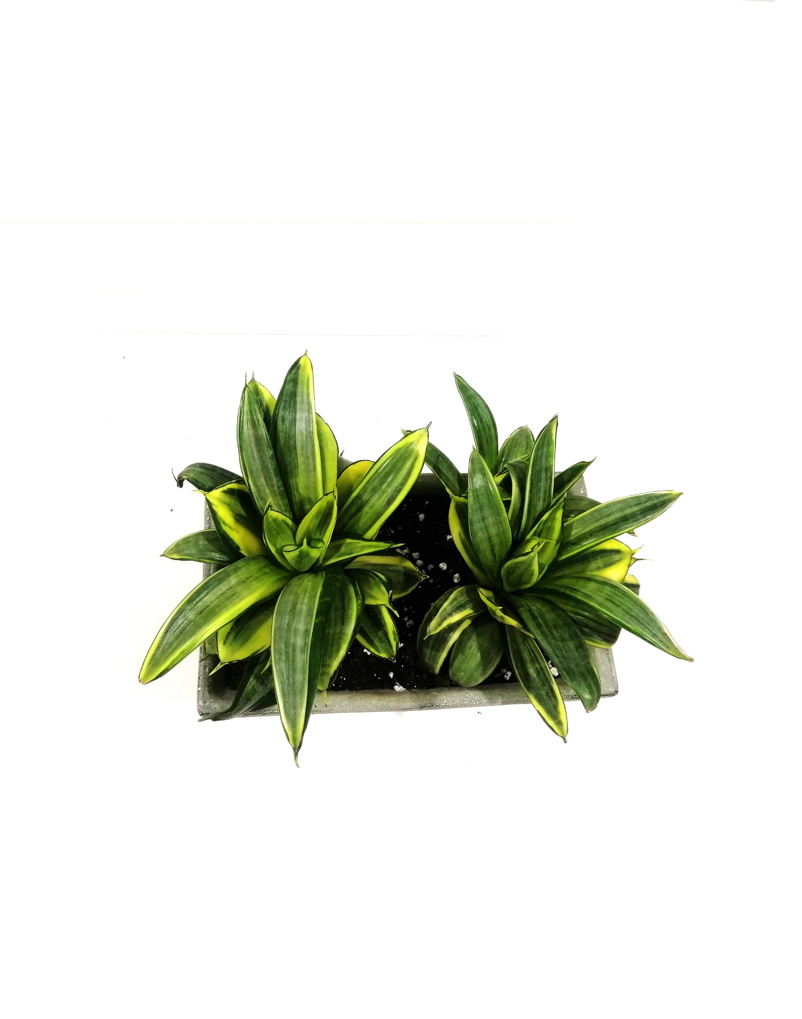 Sansevira Silver With Pot Online