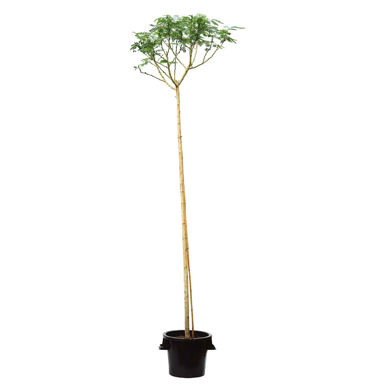Albizia Lebbeck 1.5 Inch Local Production  Online