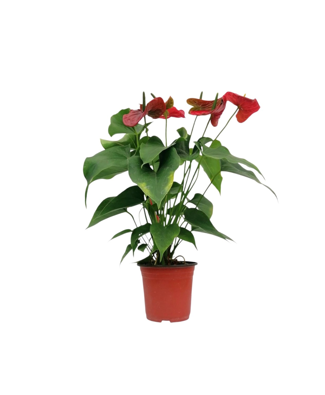 انثوريوم احمر Online