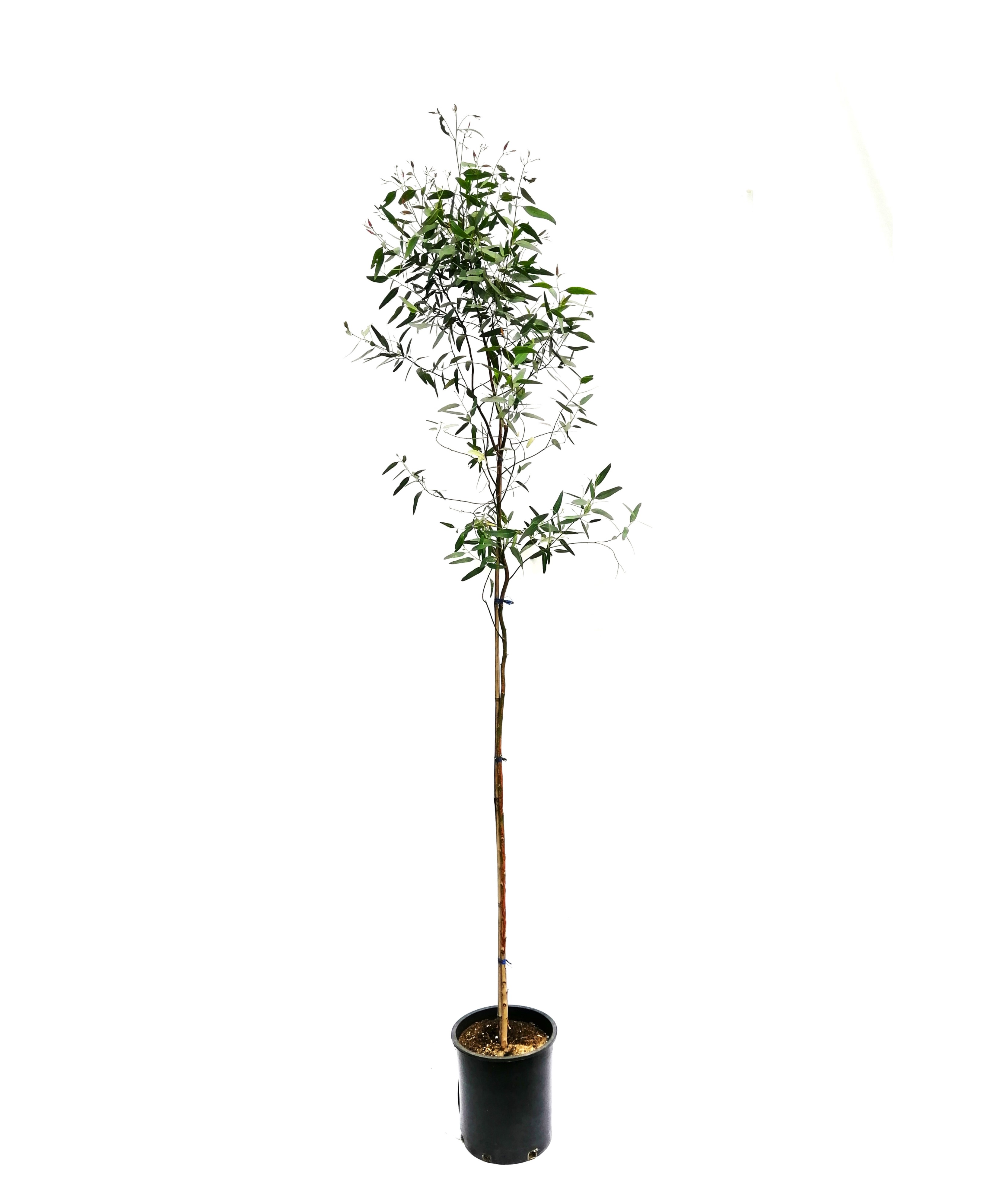 QUINA- Pot 30 Cm Online