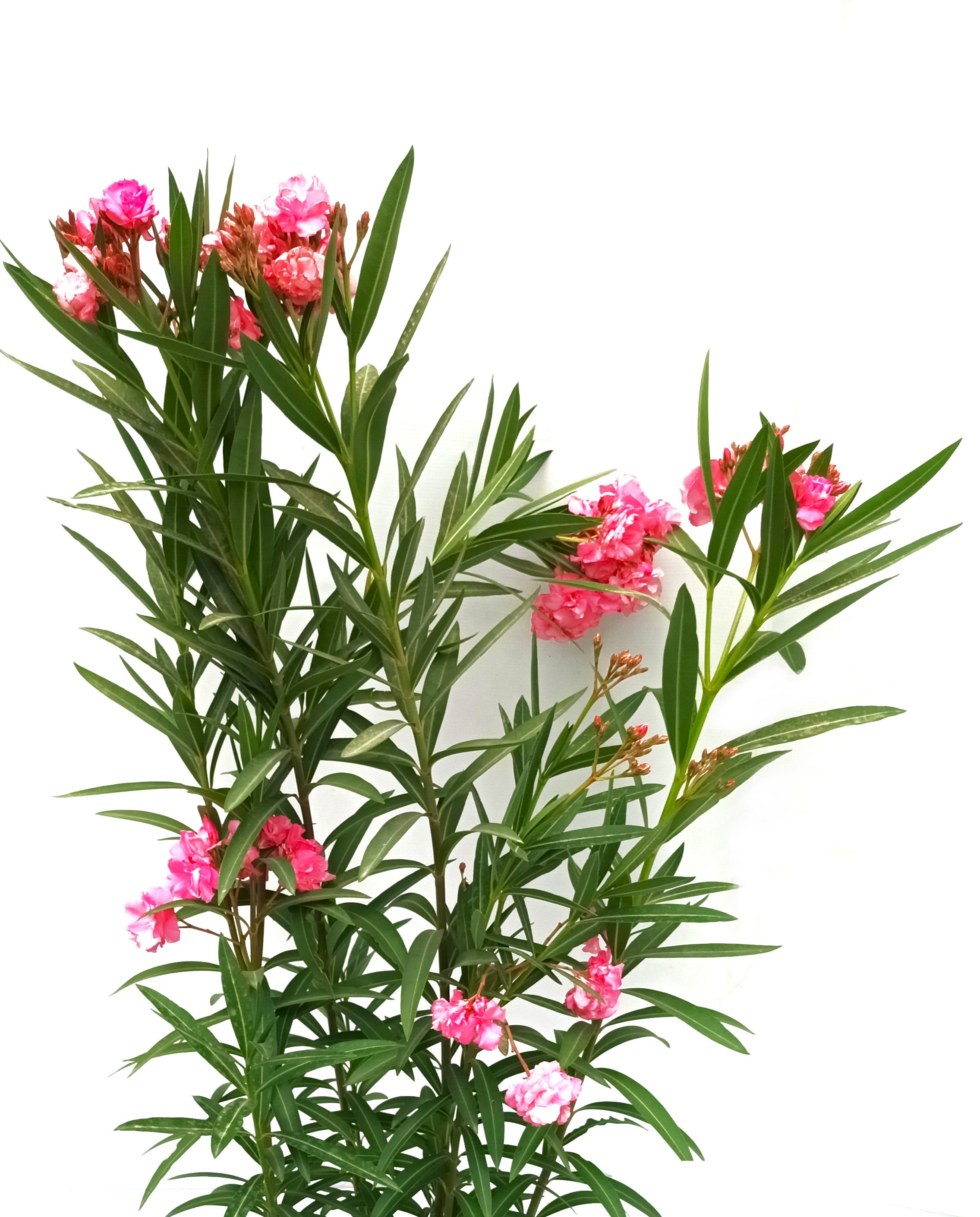 Oleander Rose With Pot Online