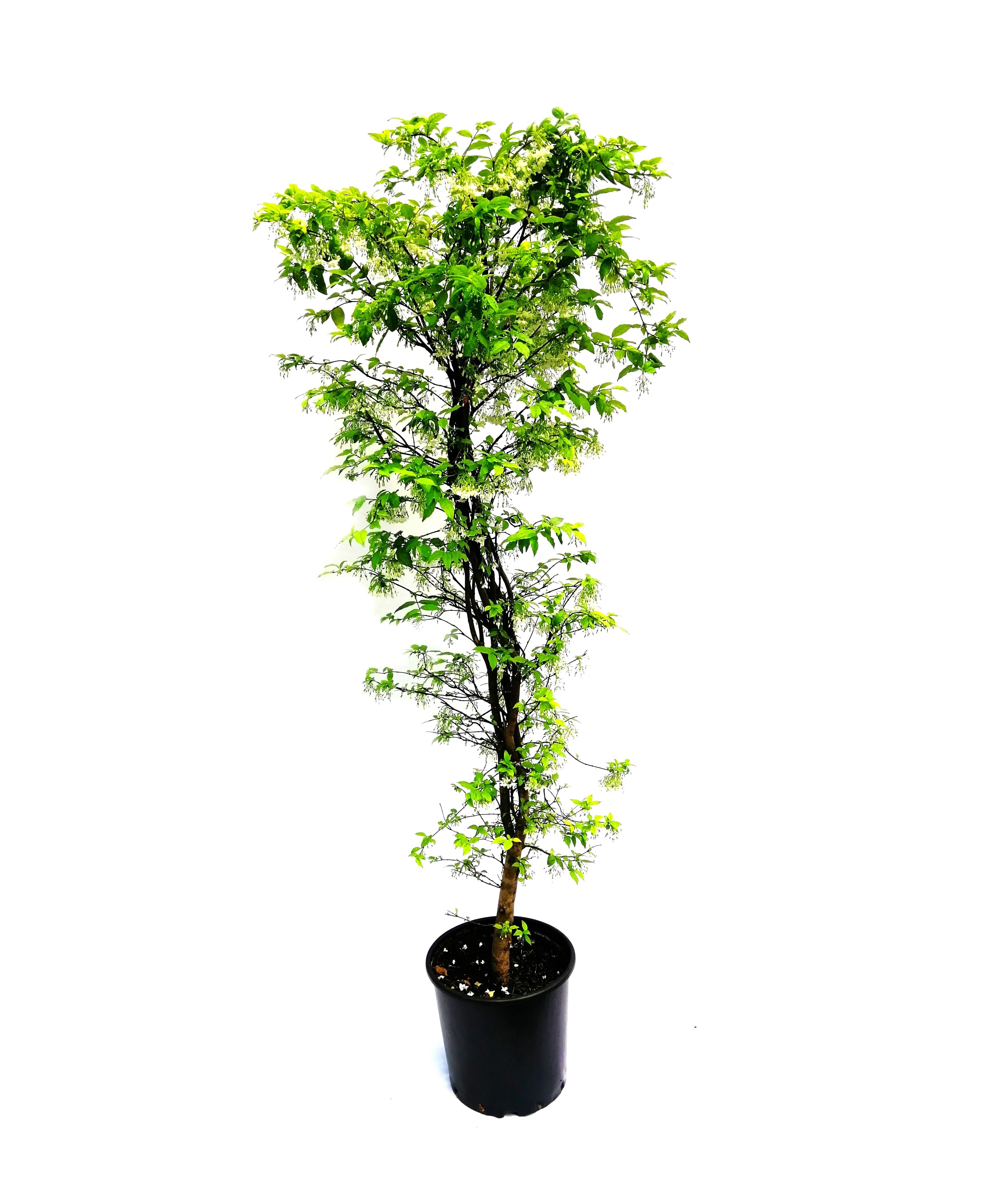 Water Jasmine  Online