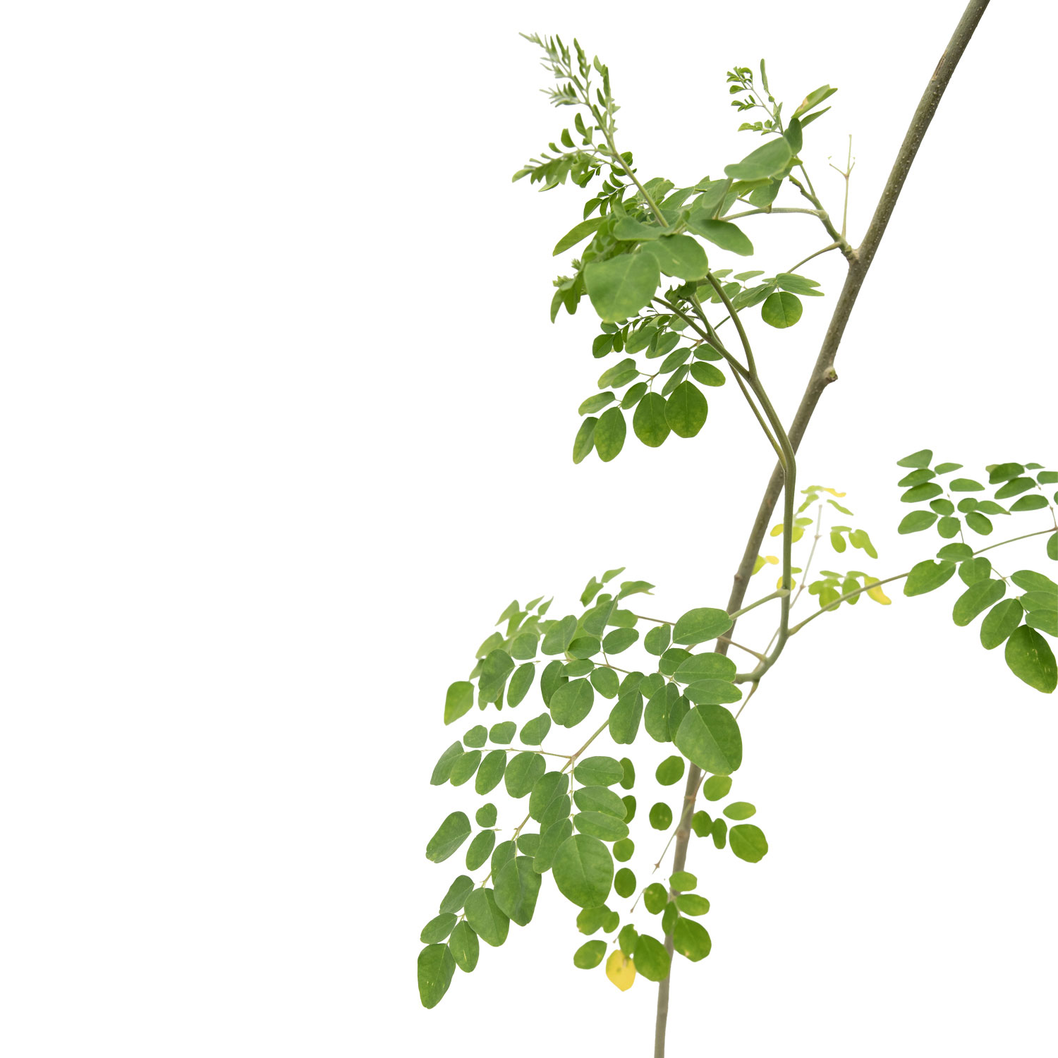 مورنجا 14سم Online